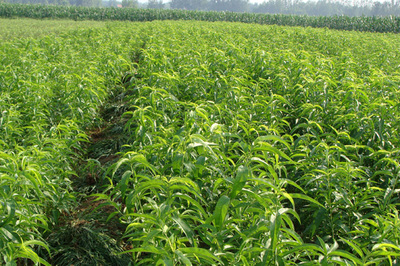 新川中島樹(shù)苗種植技術(shù)詳解