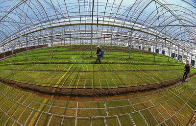 濱海縣大力推廣水稻工廠化育秧 種植技術開發(fā)助力農(nóng)業(yè)現(xiàn)代化