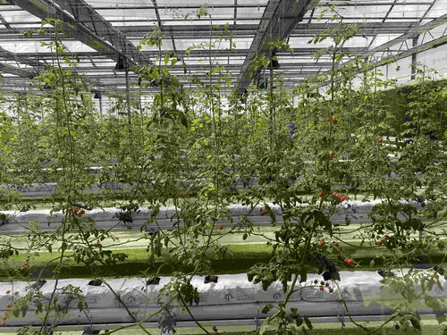 在北大荒，農(nóng)產(chǎn)品有“絕活兒”——種植技術開發(fā)引領高質(zhì)量發(fā)展