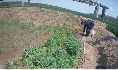 重要提醒！別再把它當野菜種植了！種植技術開發(fā)指南
