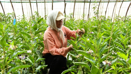 張掖市人民政府推動(dòng)種植技術(shù)開(kāi)發(fā)，助力農(nóng)業(yè)現(xiàn)代化