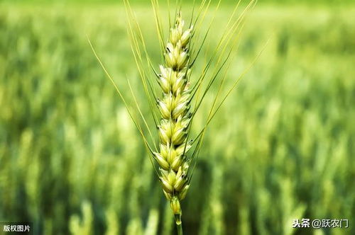 小麥種苗培育技術(shù)現(xiàn)狀與發(fā)展趨勢(shì)分析