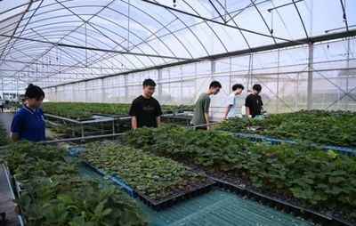 七彩思政大課 青春挺膺擔(dān)當(dāng)——礦大暑期社會(huì)實(shí)踐簡(jiǎn)報(bào)（四）種植技術(shù)開(kāi)發(fā)