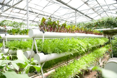 南寧市泰寧伶俐農(nóng)民專(zhuān)業(yè)合作社 創(chuàng)新種植技術(shù)開(kāi)發(fā)，助推農(nóng)業(yè)現(xiàn)代化