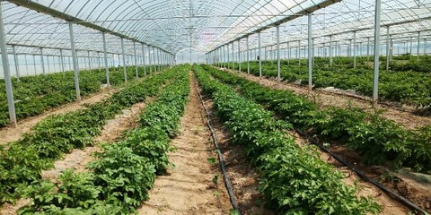 領(lǐng)跑致富路 常開(kāi)文明花——濰坊濱海經(jīng)濟(jì)技術(shù)開(kāi)發(fā)區(qū)大家洼街道孟家莊子村種植技術(shù)開(kāi)發(fā)紀(jì)實(shí)