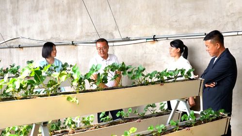 科技興農(nóng)繪藍(lán)圖 縣委書(shū)記楊家佳深入調(diào)研，擘畫(huà)鄉(xiāng)村產(chǎn)業(yè)振興新路徑