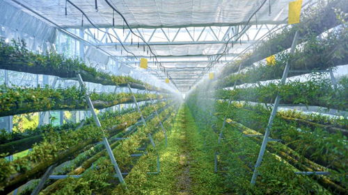 科技賦能，智慧引領(lǐng) 樂(lè)清市以“機(jī)器換人”驅(qū)動(dòng)現(xiàn)代農(nóng)業(yè)高質(zhì)量發(fā)展，喜獲省級(jí)種植技術(shù)開(kāi)發(fā)榮譽(yù)