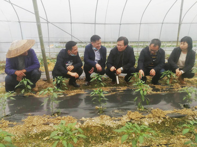 科技賦能農(nóng)業(yè) 種植技術(shù)開(kāi)發(fā)助力鄉(xiāng)村振興