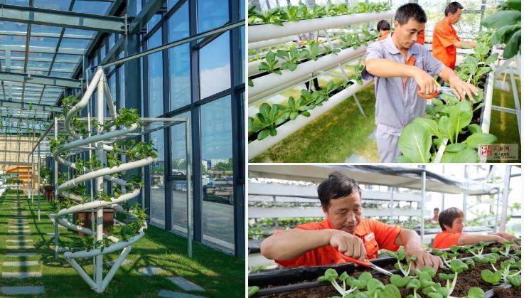 逆勢(shì)起飛 中源創(chuàng)能引領(lǐng)有機(jī)垃圾分散處理與種植技術(shù)革新