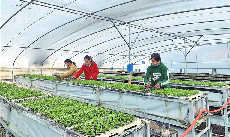 創(chuàng)新驅(qū)動(dòng)引領(lǐng)綠色崛起 臨滄市科技創(chuàng)新賦能特色種植技術(shù)開(kāi)發(fā)